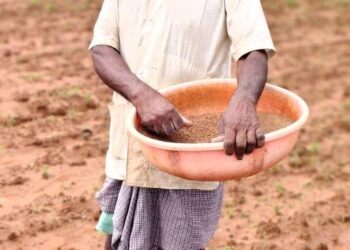 छत्तीसगढ़ के किसान कोदो की खेती से बदल रहे किस्मत